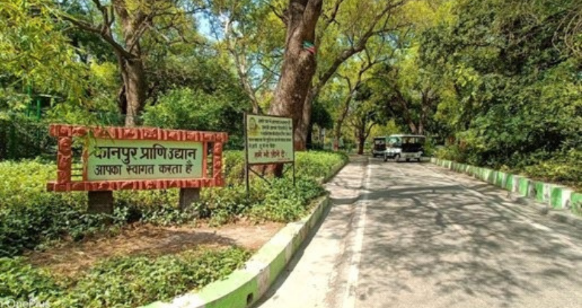 Allen Forest Zoo